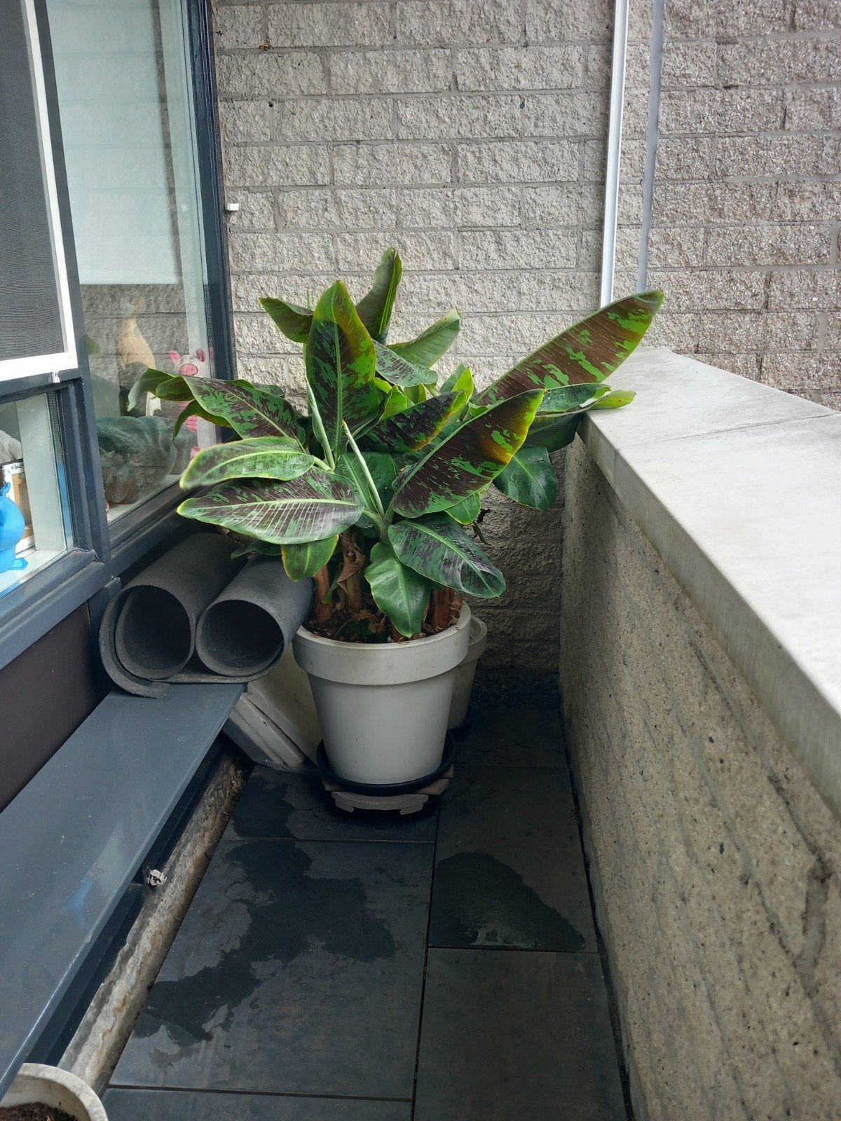 Mooie gezonde bananenplant met veel stekken, Ophalen, Volle zon, Vaste plant, Bloeit niet