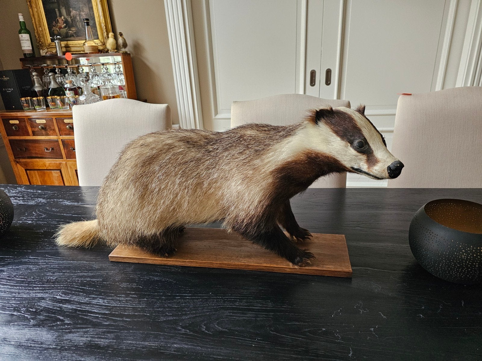 Opgezette Das - Uniek Decoratiestuk, Ophalen, Zo goed als nieuw