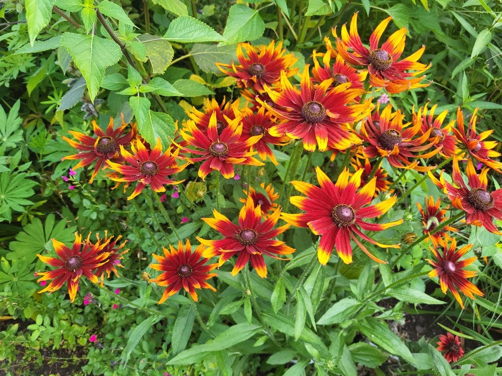 Zaden Rudbeckia hirta rood-geel, Ophalen of Verzenden, Volle zon