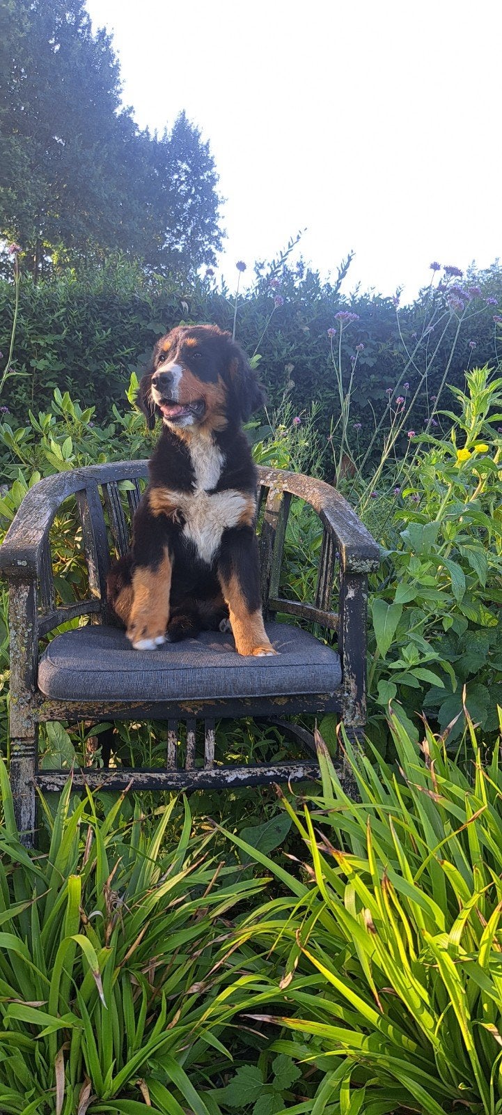Berner sennen pup, Overige rassen, 8 tot 15 weken, Teef, Meerdere