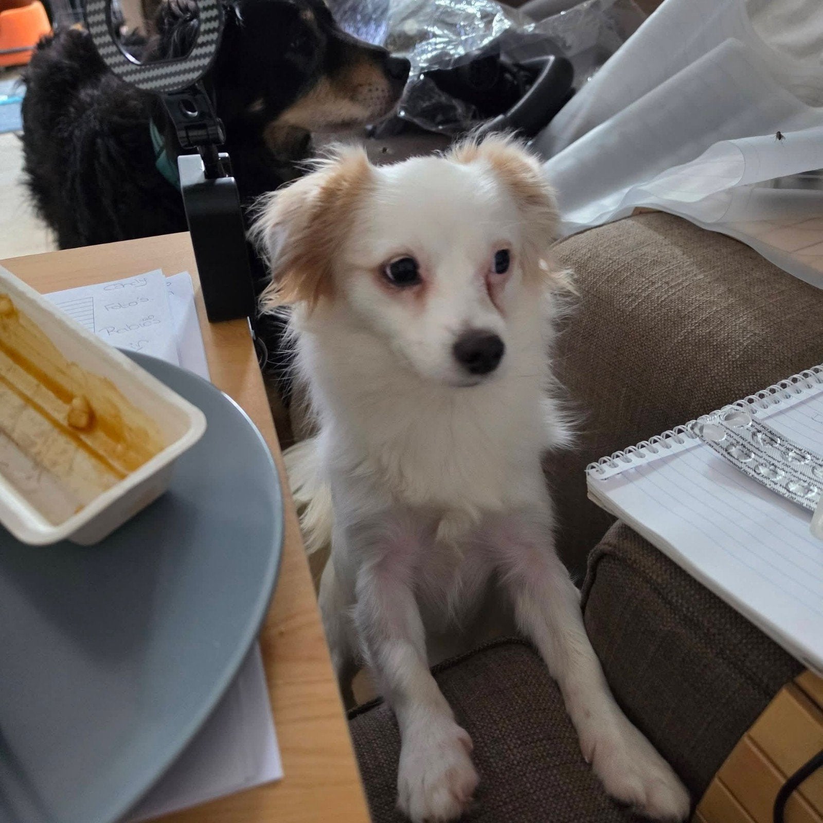 Lassie verblijft in Vianen, Handelaar, 1 tot 2 jaar, Buitenland, Teef