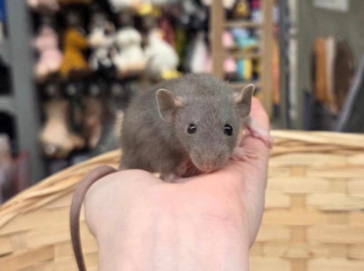 Jonge lieve tamme dwergratten ( vrouw, rechtstreeks fokker), Rat, Maart, Vrouwelijk, Tam
