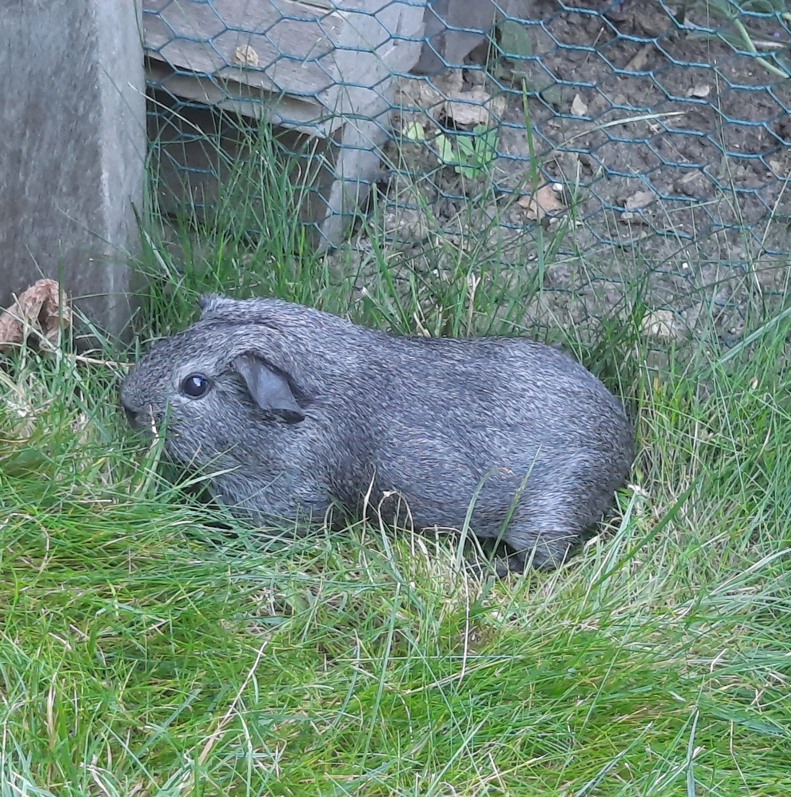 Nog 1 jong zilver agouti zeugje, Dieren en Toebehoren, Augustus, Vrouwelijk, Cavia