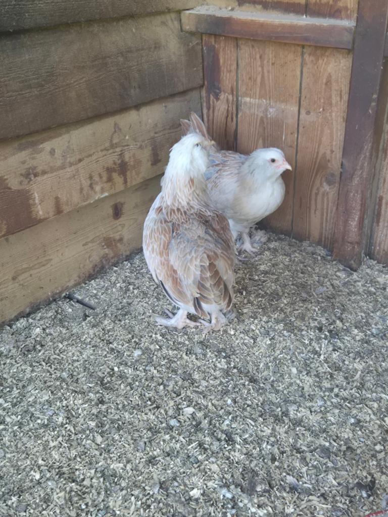 2 Faverolles Zalmkleur groot hennen 8 weken, Dieren en Toebehoren, Vrouwelijk, Kip