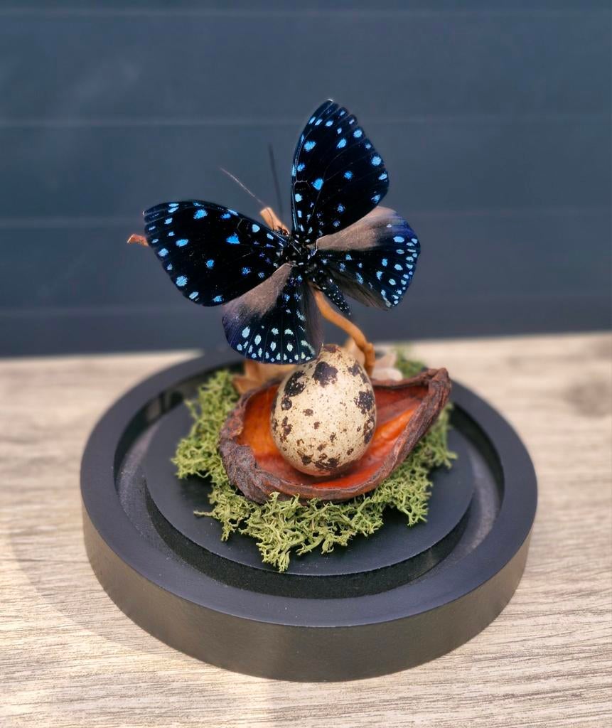 Opgezette vlinder,  stolp,  taxidermie, Ophalen of Verzenden, Nieuw, Insect, Opgezet dier