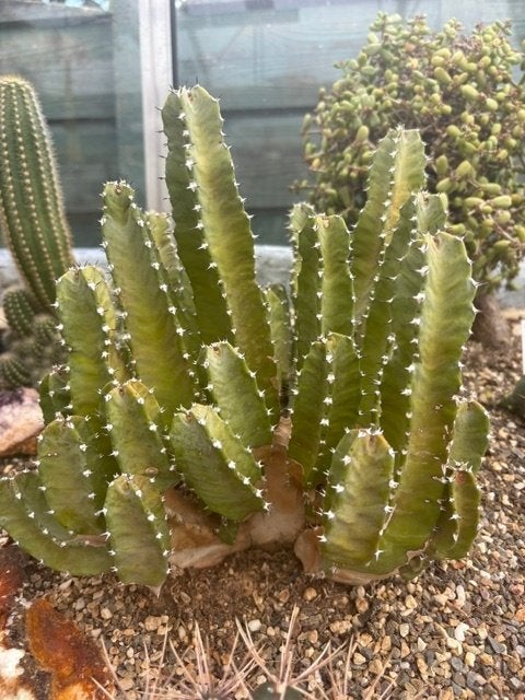 Euphorbia resinifera, cactus, samen 20 cm breed, Ophalen, Cactus, Volle zon, Minder dan 100 cm
