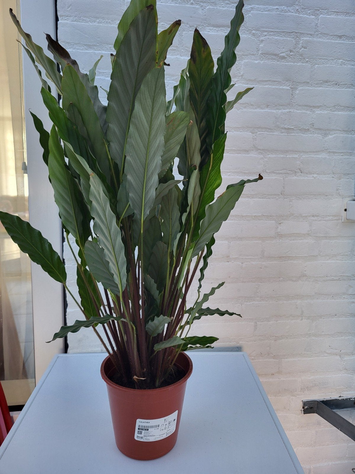Plant, Ophalen, Overige soorten, Volle zon