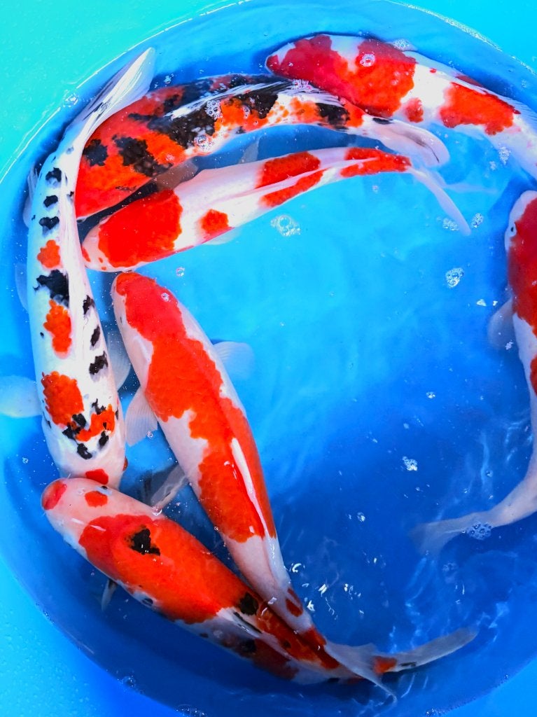 Japankoi kom kijken ruim 500 Nisai van hoge kwaliteit, Karper of Koi