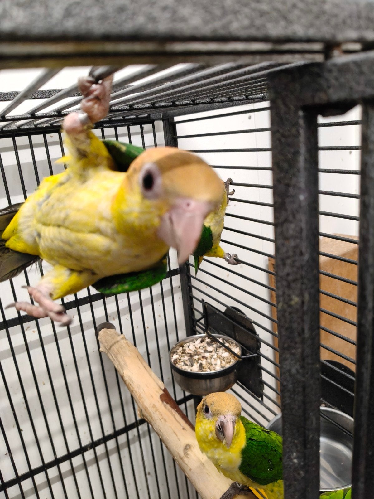 Jonge roestkop Caique baby's net zelfstandig super lief, Dieren en Toebehoren, Meerdere dieren, Papegaai, Geringd