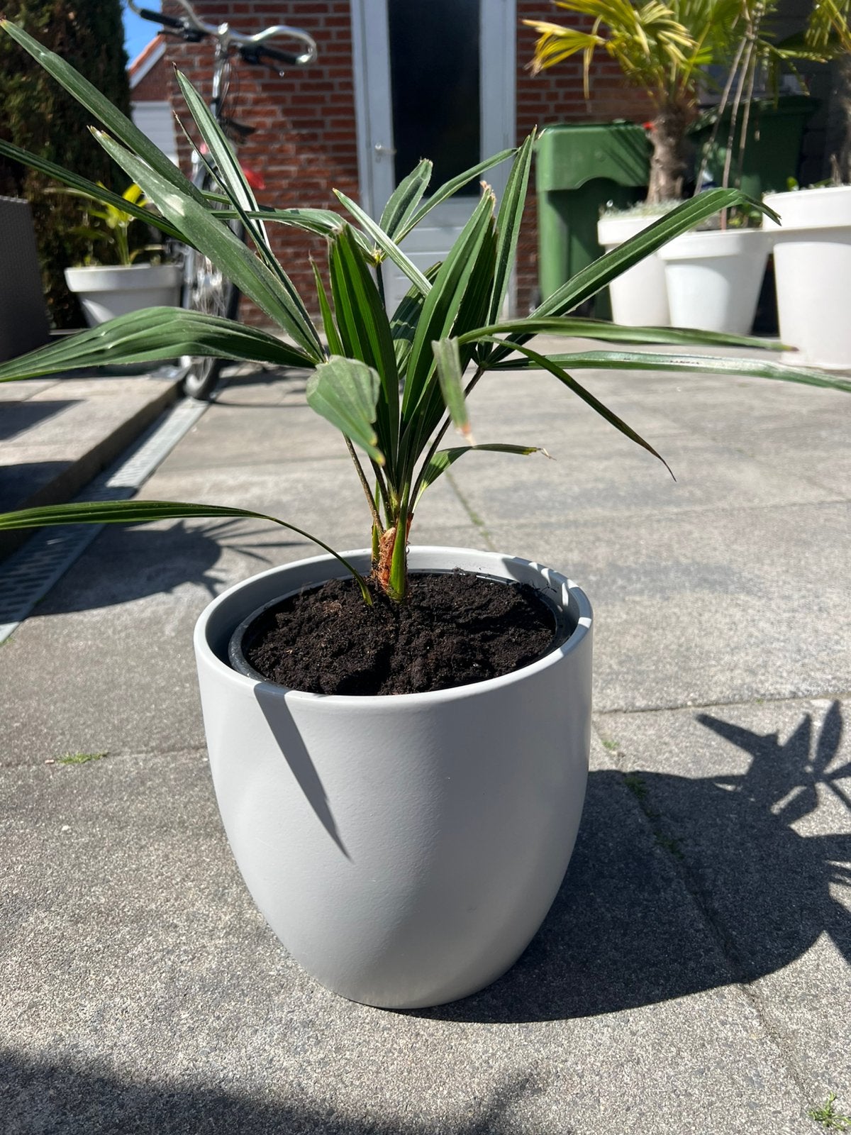 Palmboom Trachycarpus Fortunei, Ophalen of Verzenden, Bloeit niet, Overige soorten, Volle zon