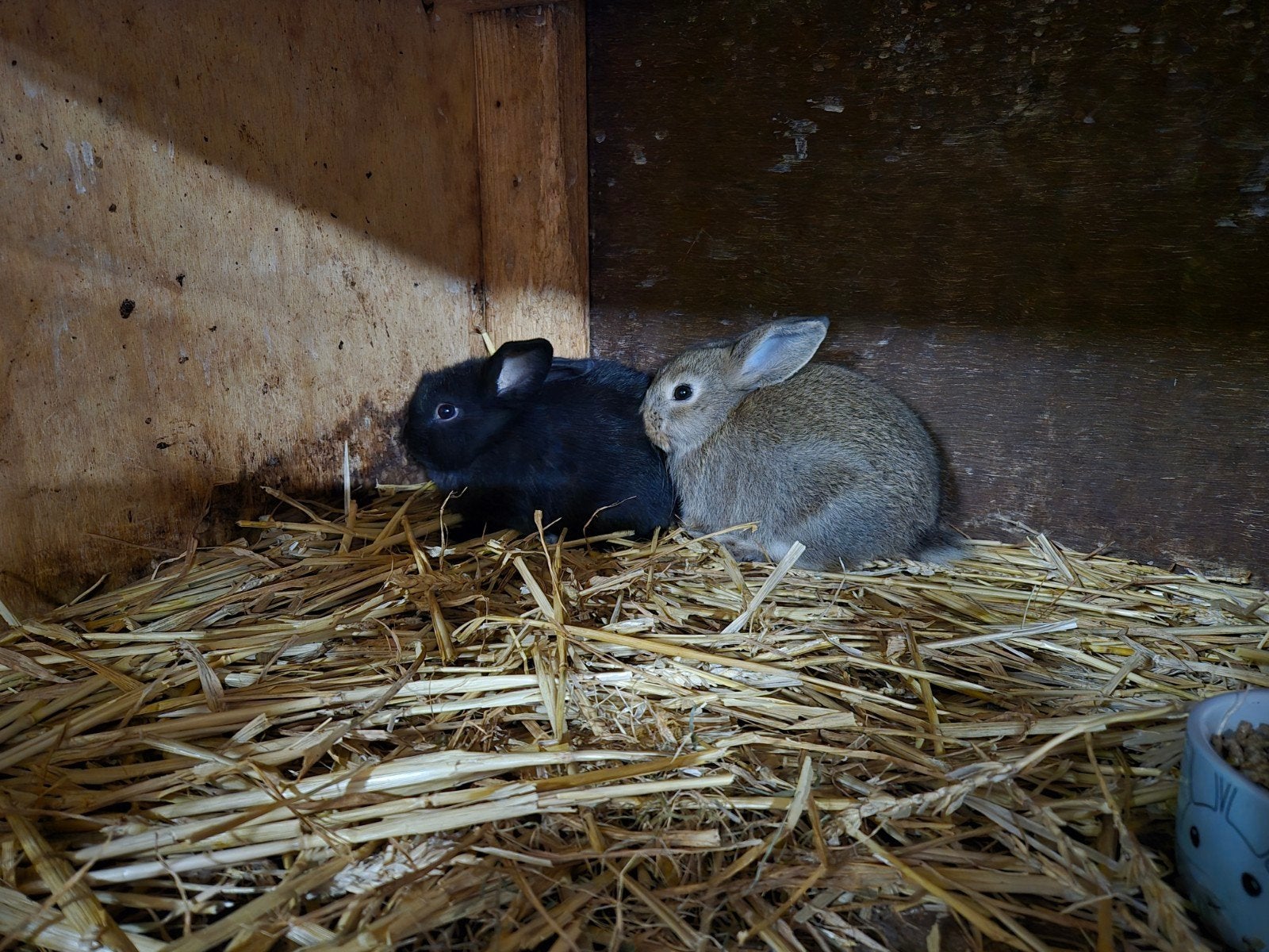 Rex(half) rammen konijnen, Dieren en Toebehoren, Mannelijk