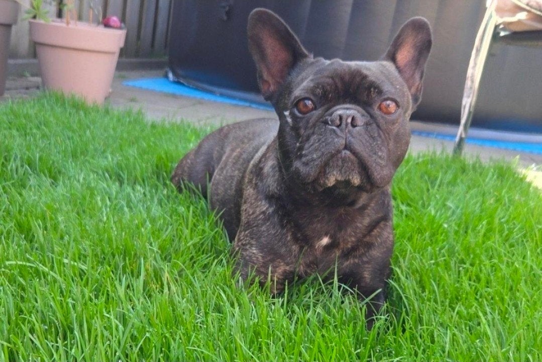 Franse bulldog teefje zoekt gouden mandje, 6 jaar of ouder, Teef, Bulldog, Eén hond