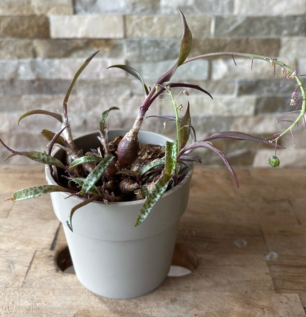 Ledebouria socialis in pot, Huis en Inrichting, Kamerplanten, Overige soorten, In pot, Minder dan 100 cm, Bloeiende kamerplant