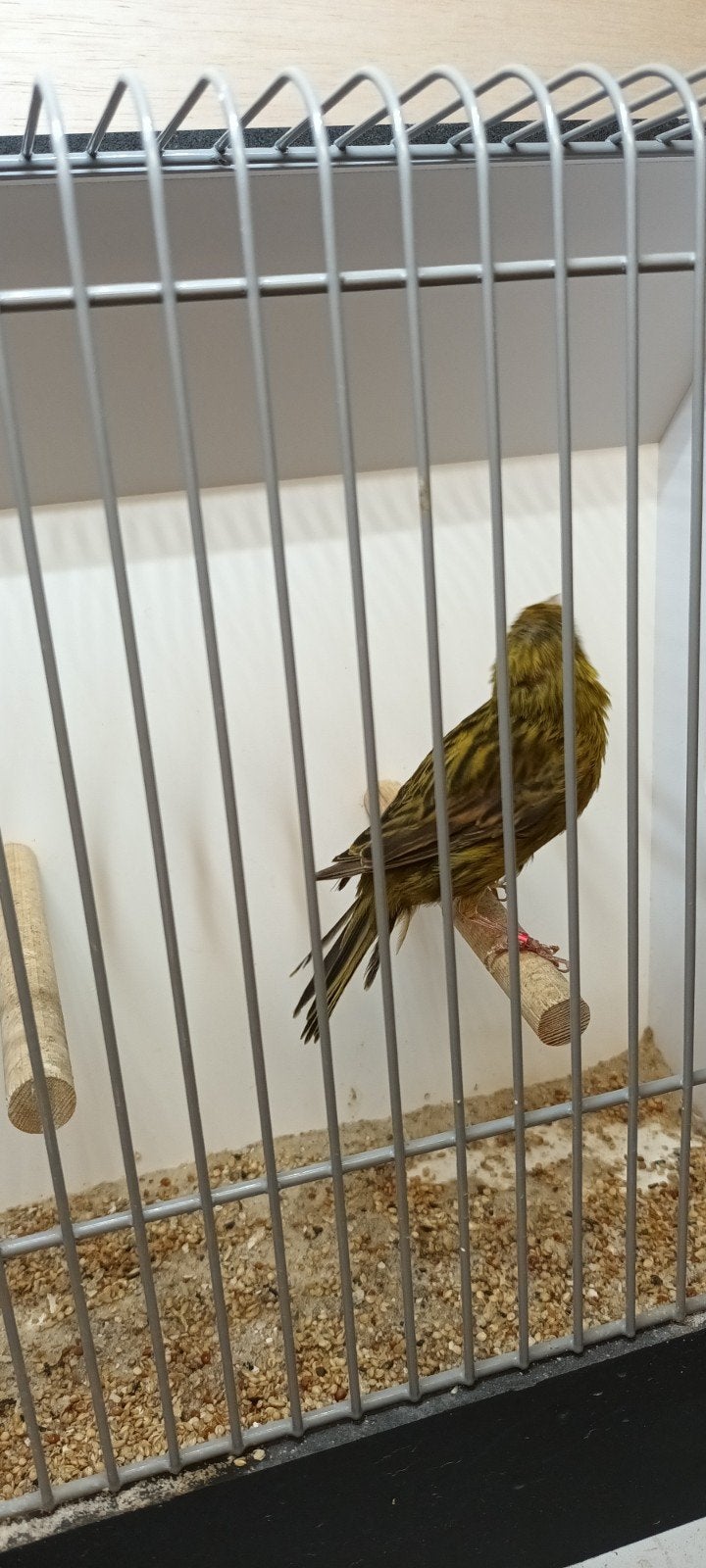 kanarie zwart geel  '24 pop, Dieren en Toebehoren, Vrouwelijk, Kleurkanarie