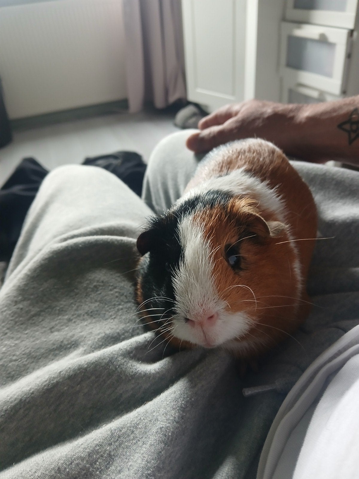 2 cavia beertjes 2 broers mooi getekend 1 jaar oud, Dieren en Toebehoren, Maart, Mannelijk, Cavia