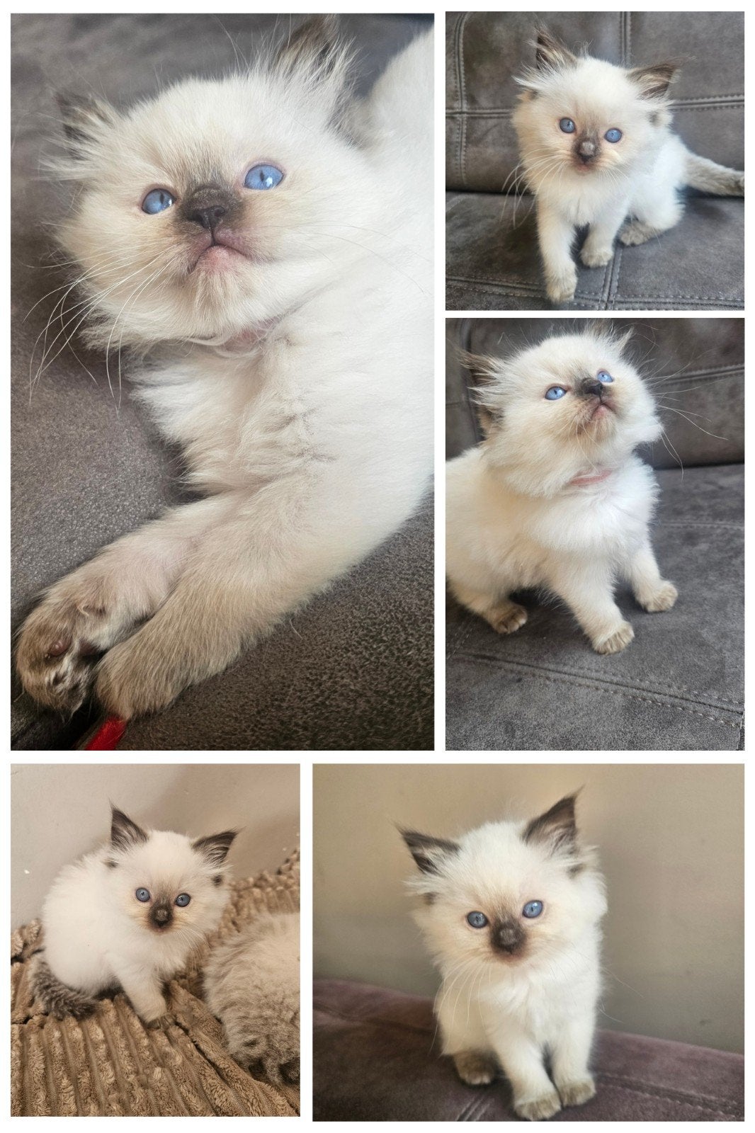 Mooie lieve ragdoll kitten seal point(poesje) beschikbaar, Poes, Gechipt, 0 tot 2 jaar