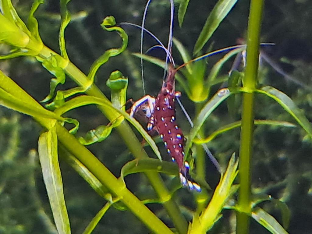 Caridina dennerli, Sulawesi, kardinaalgarnaal, Kreeft, Krab of Garnaal