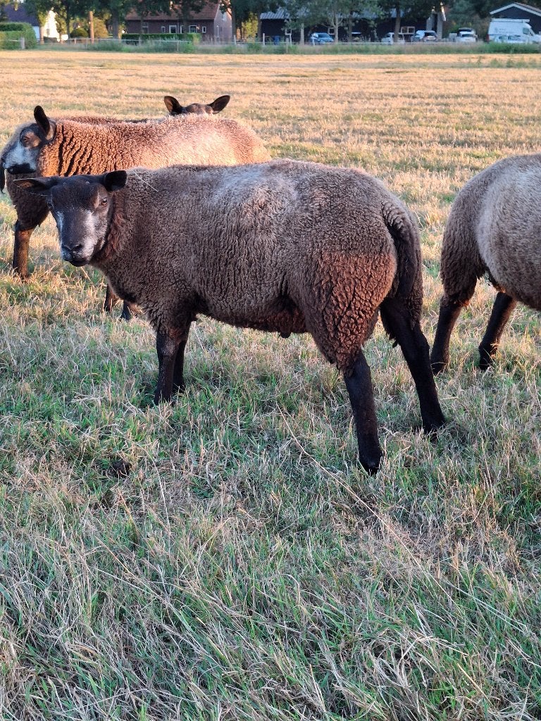 Blauwe Texelaar  dekrammen, Dieren en Toebehoren, Schapen, Geiten en Varkens, Meerdere dieren, Schaap, 0 tot 2 jaar