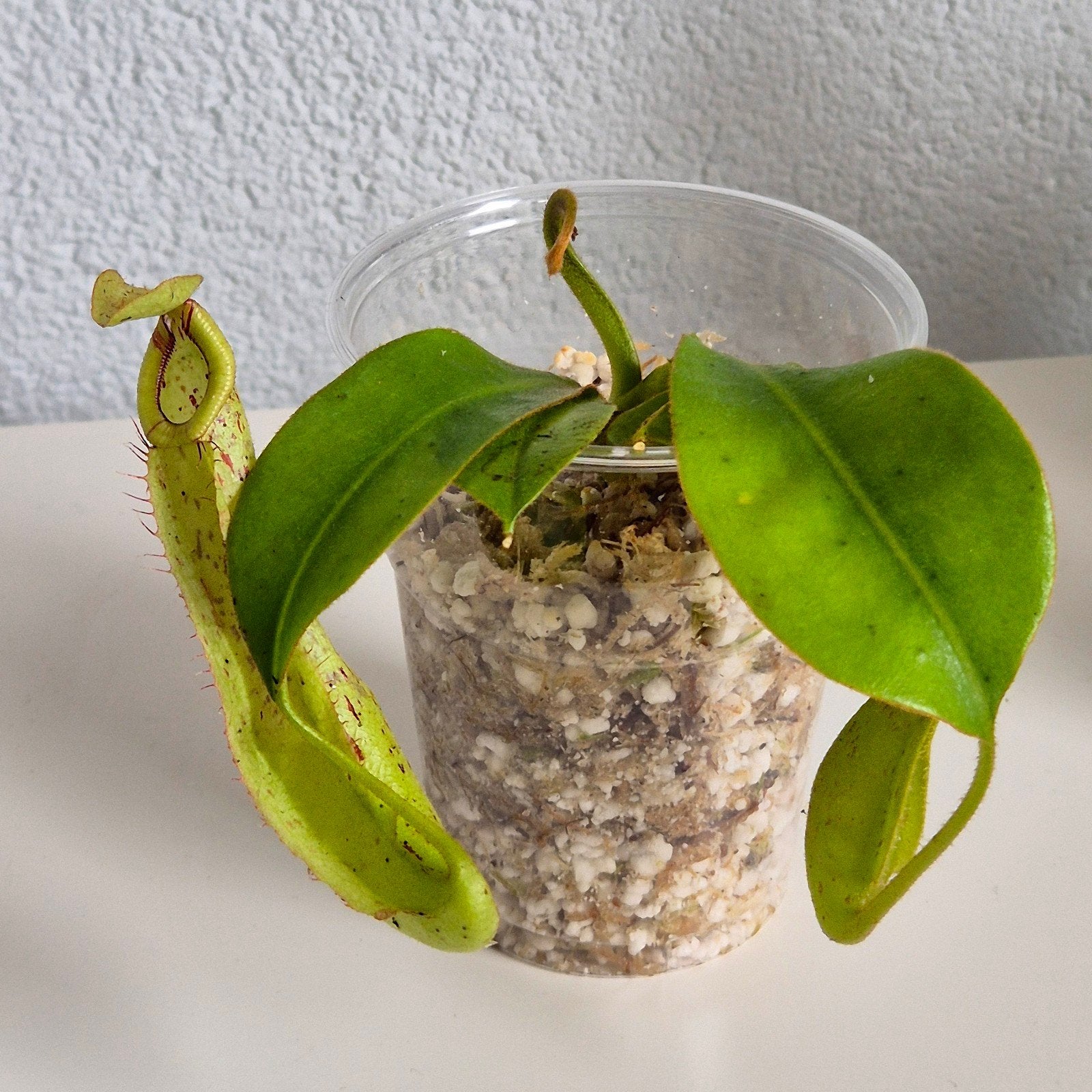 Nepenthes 'Mojito' - Vleesetende bekerplant, Overige soorten, In pot, Minder dan 100 cm, Groene kamerplant