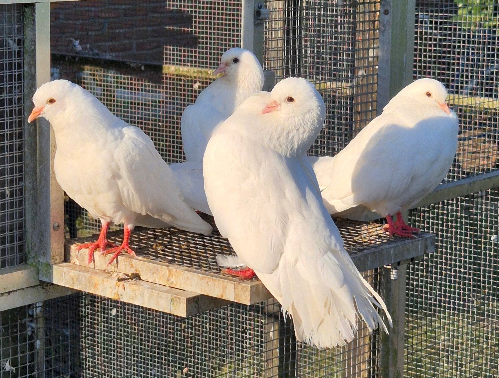 jonge pauw staart duifjes, Meerdere dieren, Overige soorten