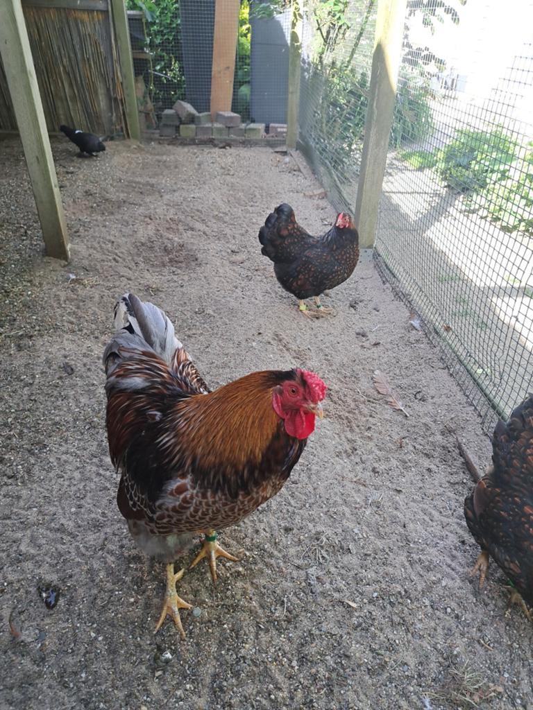 Te koop  raszuivere wyandotte krielkippetjes, Dieren en Toebehoren, Pluimvee, Vrouwelijk, Kip