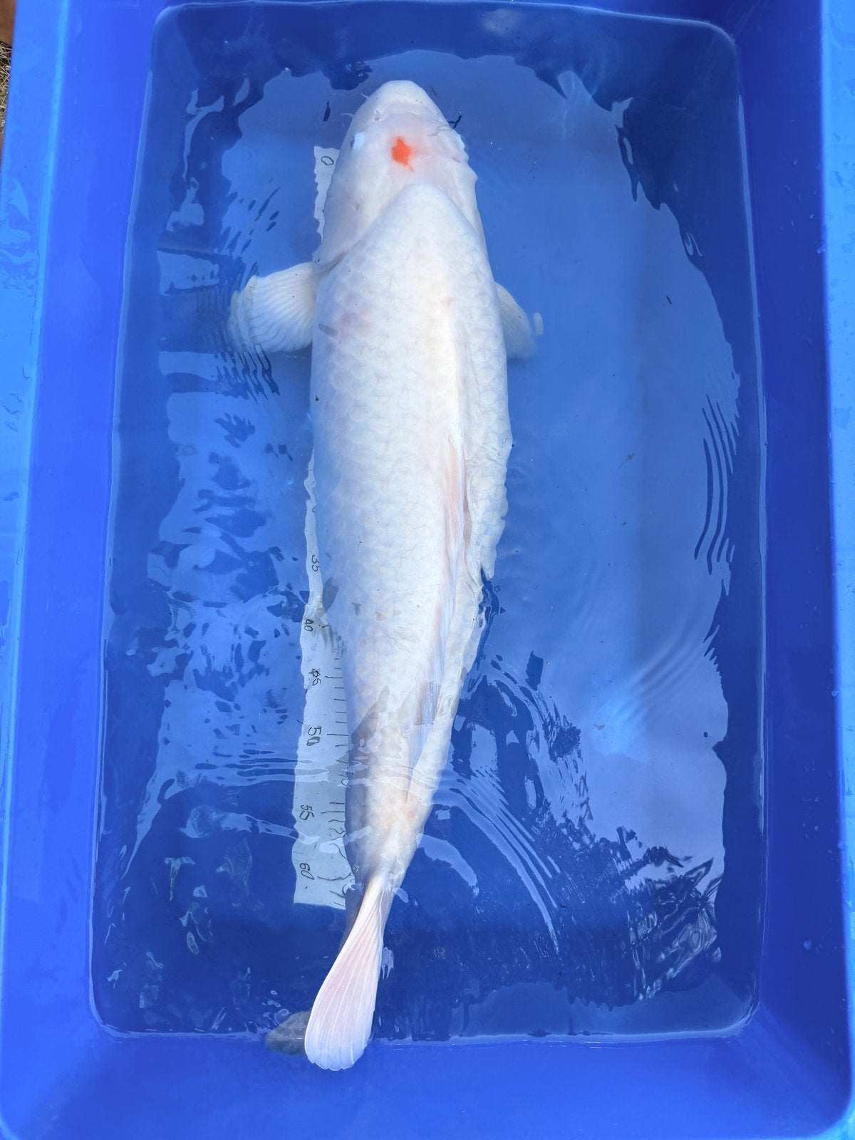 Shiro muji koi karper 70-75 cm, Dieren en Toebehoren, Vissen | Aquariumvissen, Vis, Zoetwatervis