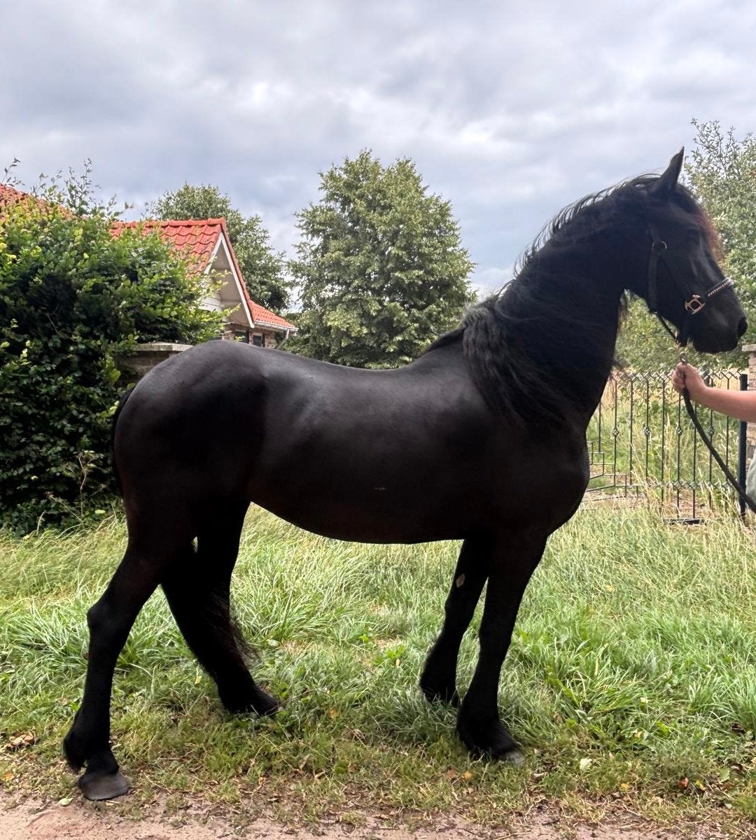Friese merrie, Dieren en Toebehoren, Paarden, Merrie, Onbeleerd, 160 tot 165 cm, 7 tot 10 jaar, Dressuurpaard