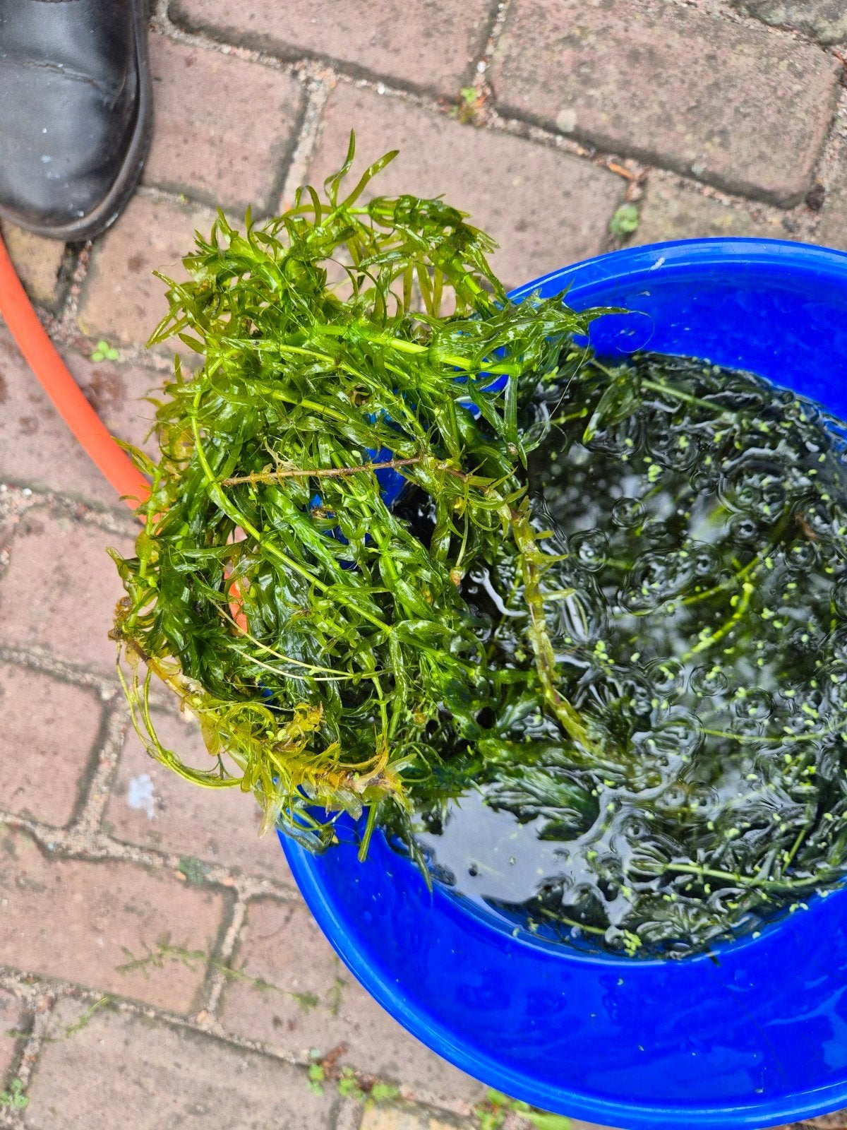 Emmer Waterpest, Tuin en Terras, Vijvers, Ophalen