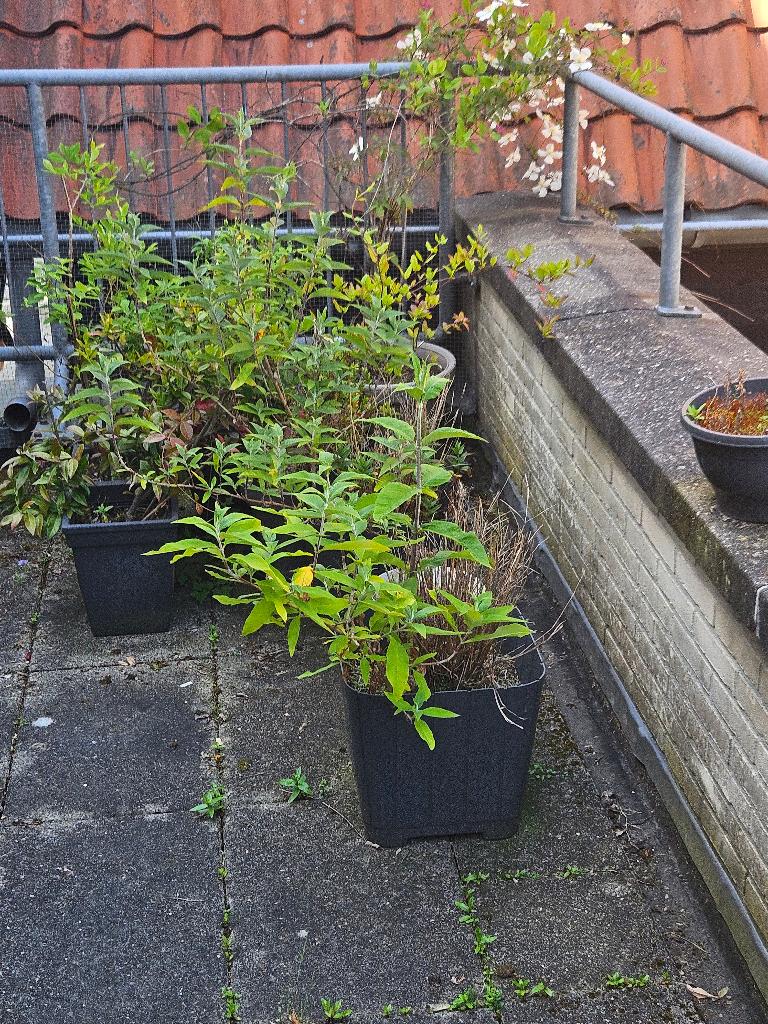 Gratis afhalen planten in plantenbakken, Tuin en Terras, Ophalen, Kunststof, Gebruikt, Rond