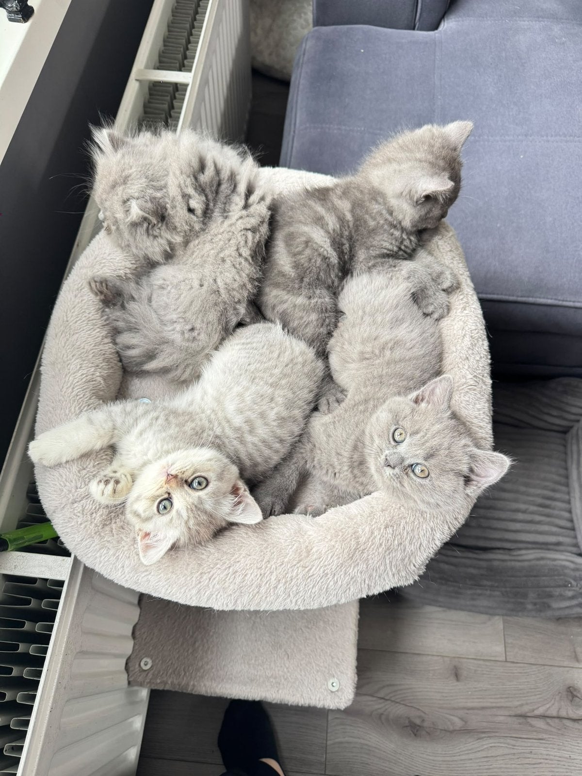 Raszuiver Britse kittens, Dieren en Toebehoren, Ophalen, Zo goed als nieuw