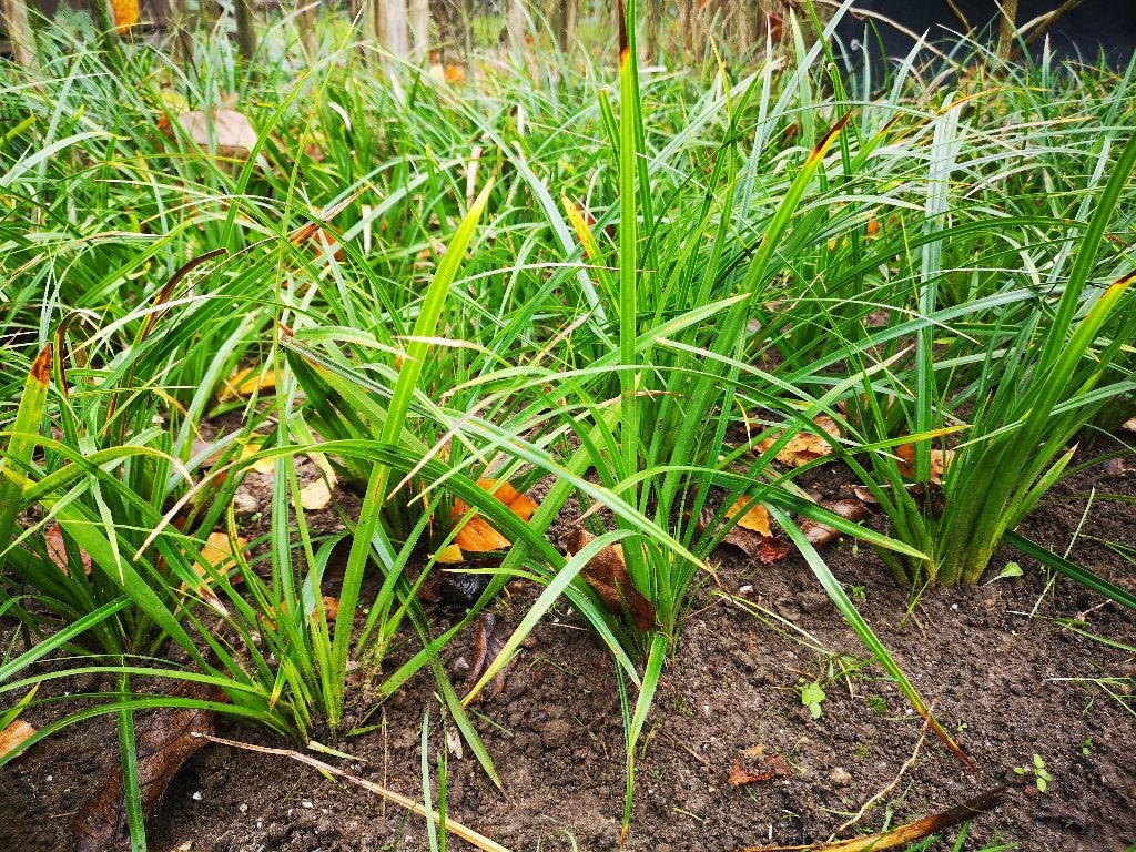 Foto 4 van Carex Morowii siergras bodembedekker Zegge groter dan P9