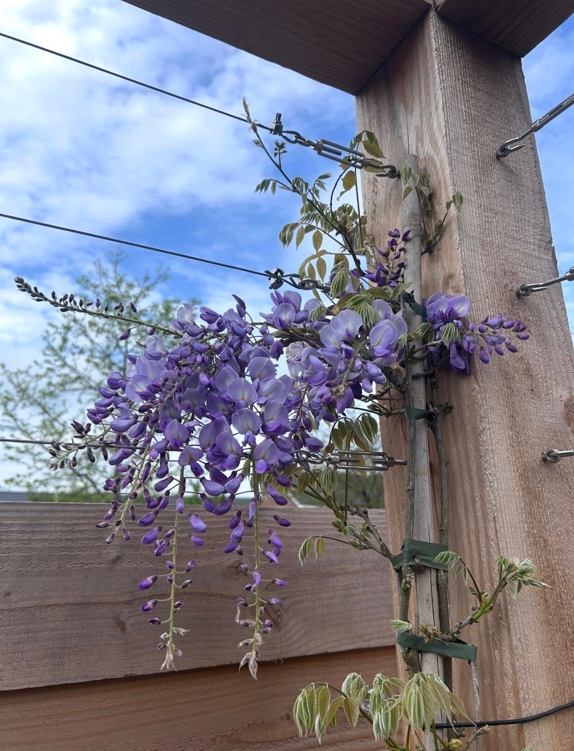 Blauwe regen (Wisteria sinensis 'Prolific'), Ophalen, Volle zon, Vaste plant, Klimplanten