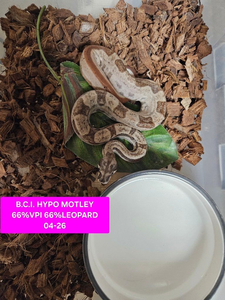 Boa Constrictor Afgodslang Boa Constrictor photo 9