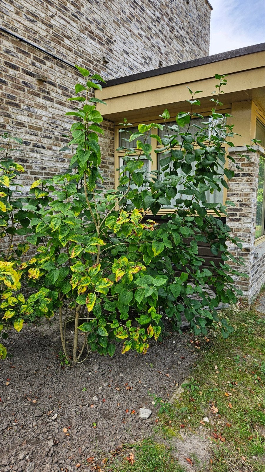 Vijf Seringen struiken  - Prachtige bloeiende plant, Tuin en Terras, Volle zon, Vaste plant, Lente, Ophalen
