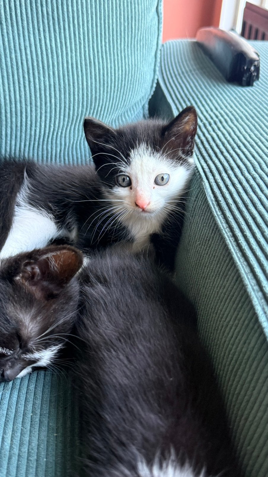 Kittens vanaf 24-07 beschikbaar, Meerdere dieren, Kortharig, 0 tot 2 jaar
