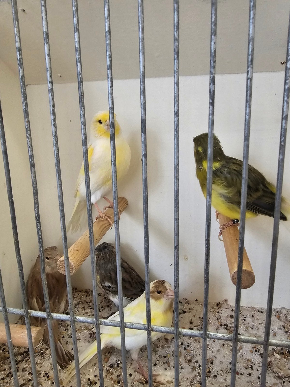10 vogels, Meerdere dieren, Tropenvogel