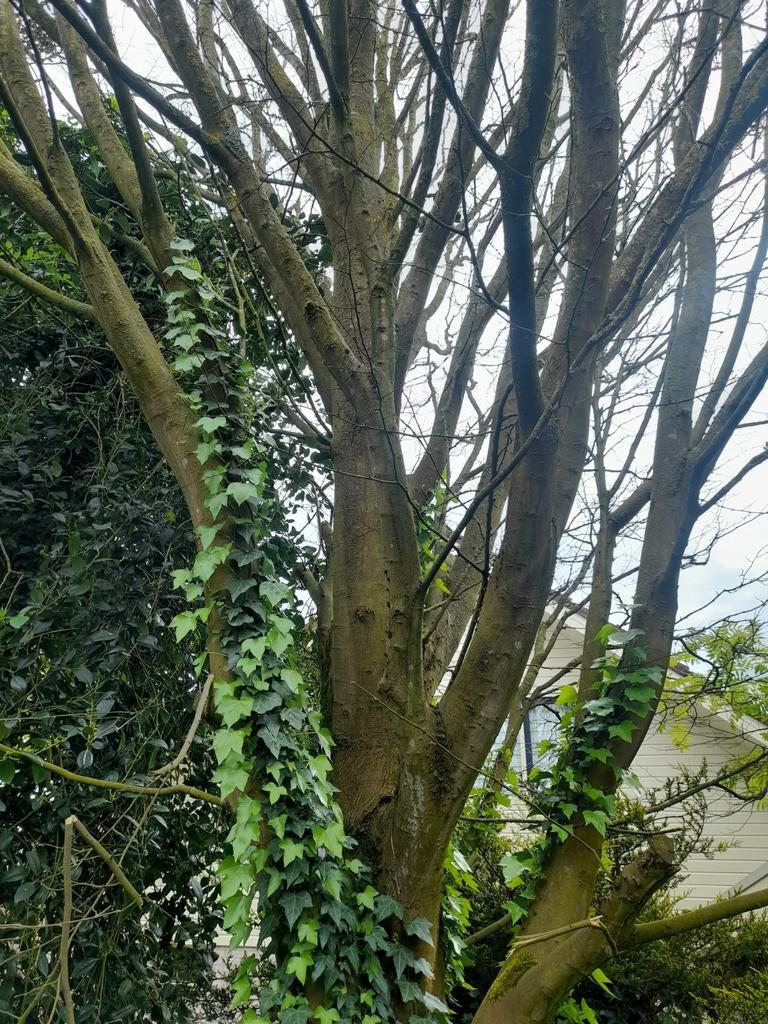 Gratis haardhout - zelf omzagen en meenemen, Ophalen of Verzenden
