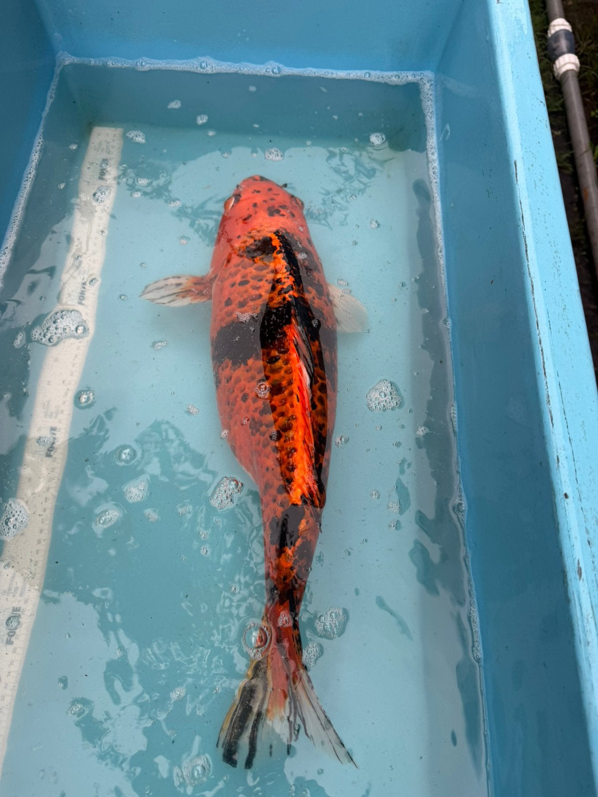 Doitsu Hi Utsuri koi, Dieren en Toebehoren, Vissen | Vijvervissen, Karper of Koi