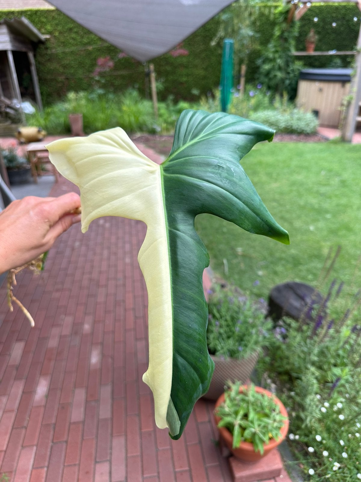 Cutting Philodendron golden dragon vagiegated, Verzenden, Volle zon, Overige soorten, Minder dan 100 cm