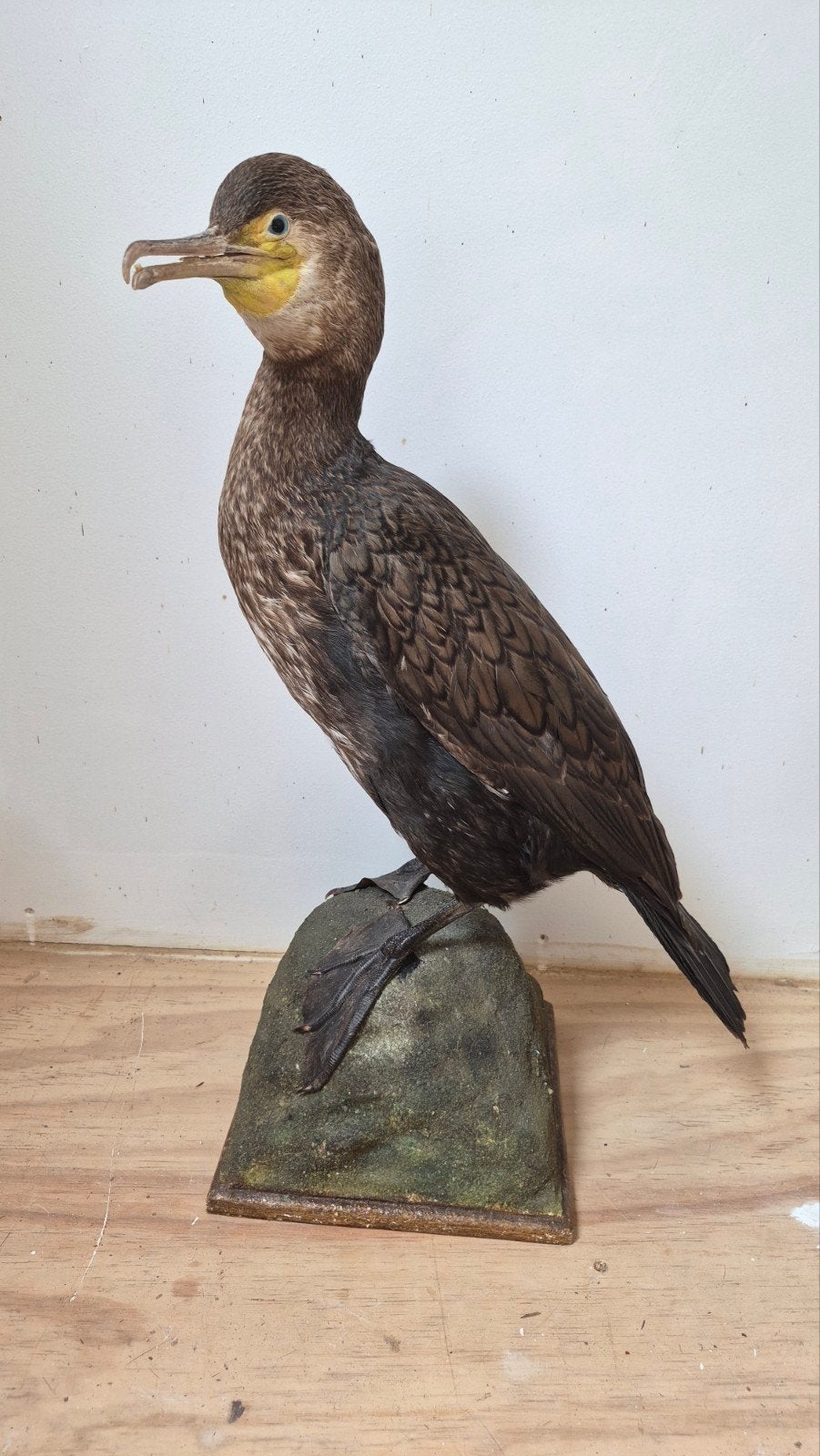 Prachtige Opgezette Aalschover Nieuwstaat!, Verzamelen, Dierenverzamelingen, Ophalen of Verzenden, Zo goed als nieuw, Vogel, Opgezet dier