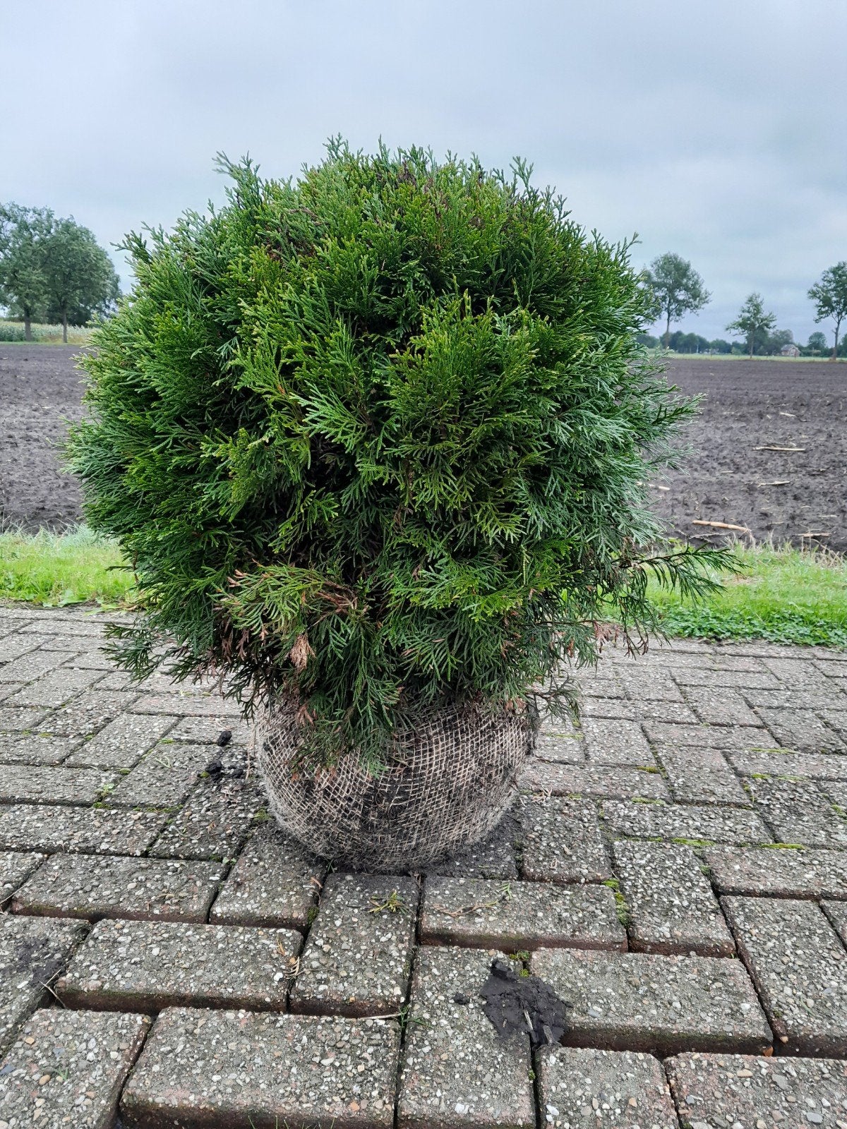 Thuja Occidentalis smaragd - Bolvormige Conifeer, Volle zon, Vaste plant, Bloeit niet, Ophalen