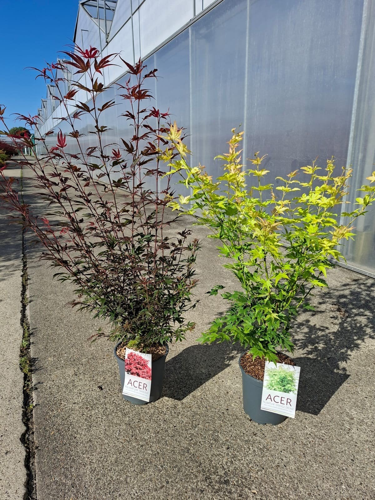 Diverse prachtige Japanse Esdoorns sets te koop (variatie), Tuin en Terras, Planten | Tuinplanten, Overige soorten, Vaste plant