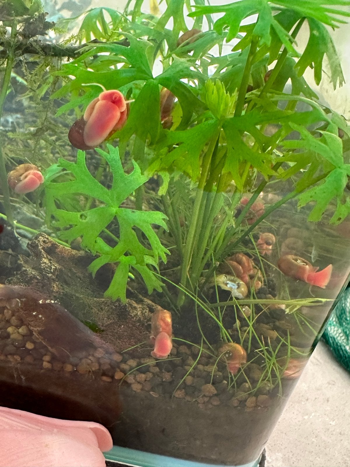 Roze posthoornslakken, Slak of Weekdier