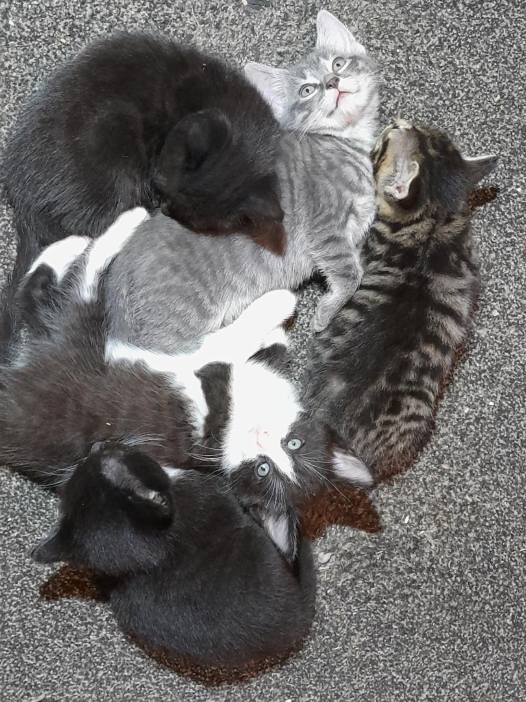 4 lieve kittens, Dieren en Toebehoren, Meerdere dieren, Kortharig, 0 tot 2 jaar