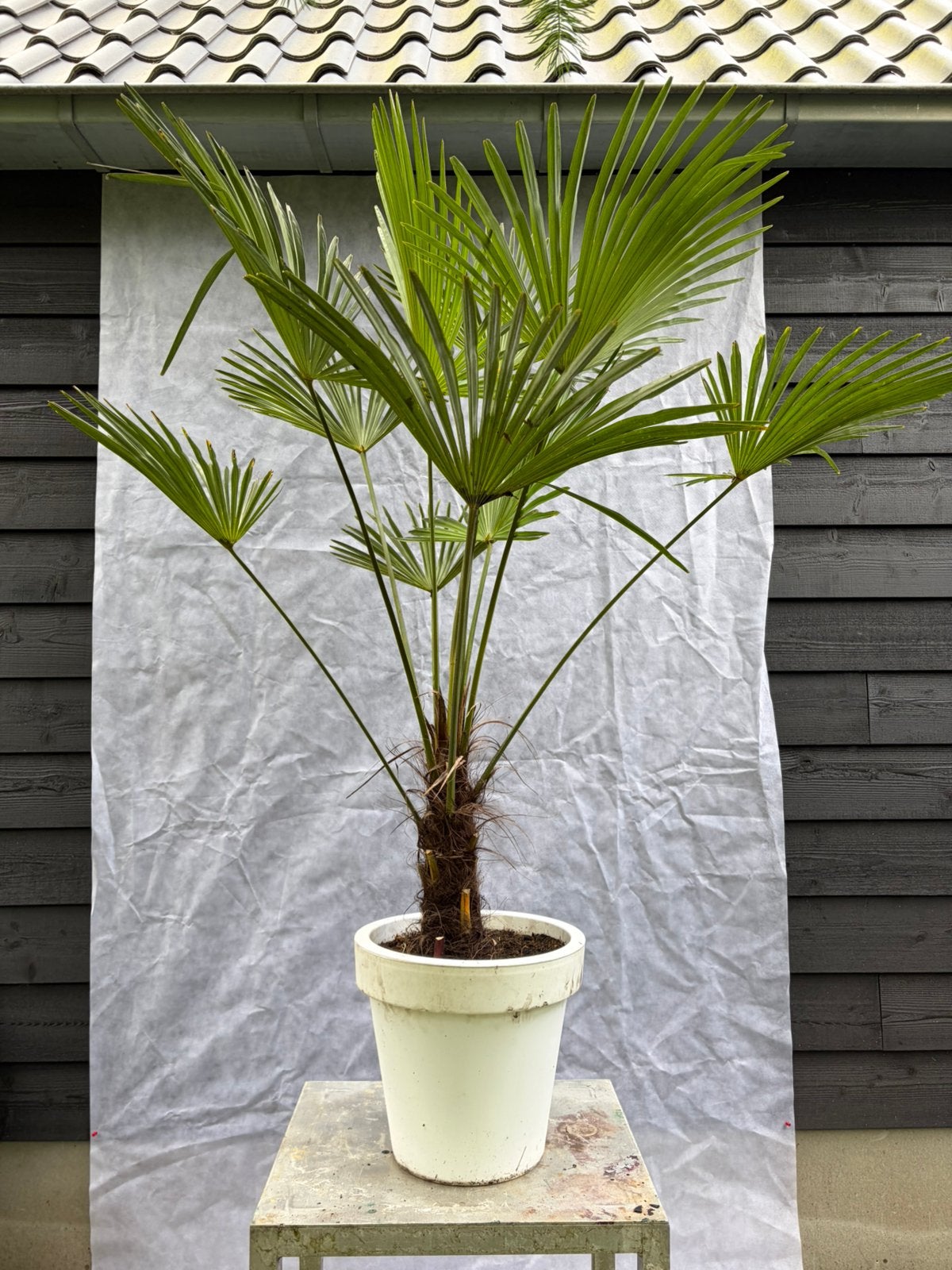 Trachycarpus Wagnerianus winterharde palmboom, Tuin en Terras, Planten | Bomen, 100 tot 250 cm, Zomer, Palmboom, Ophalen
