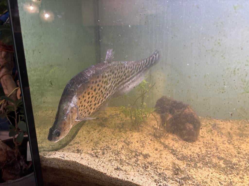 Koning mesvis (30cm), Dieren en Toebehoren, Vissen | Aquariumvissen, Vis
