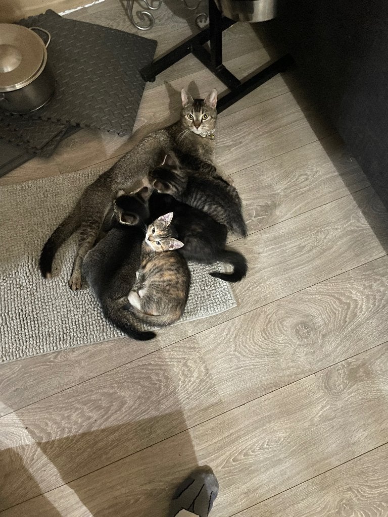 Kittens, Dieren en Toebehoren, Katten en Kittens | Raskatten | Korthaar, Meerdere dieren, 0 tot 2 jaar, Ontwormd