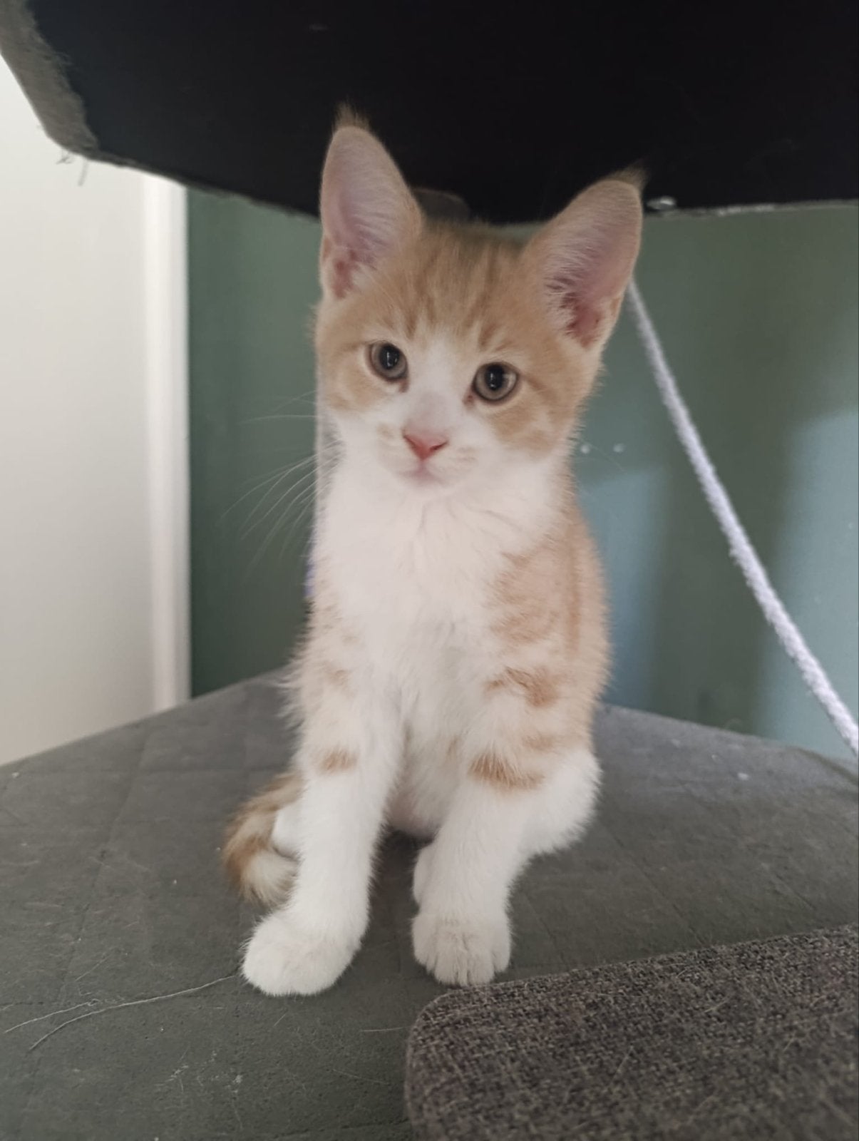 Kittens, Kater, Kortharig, 0 tot 2 jaar