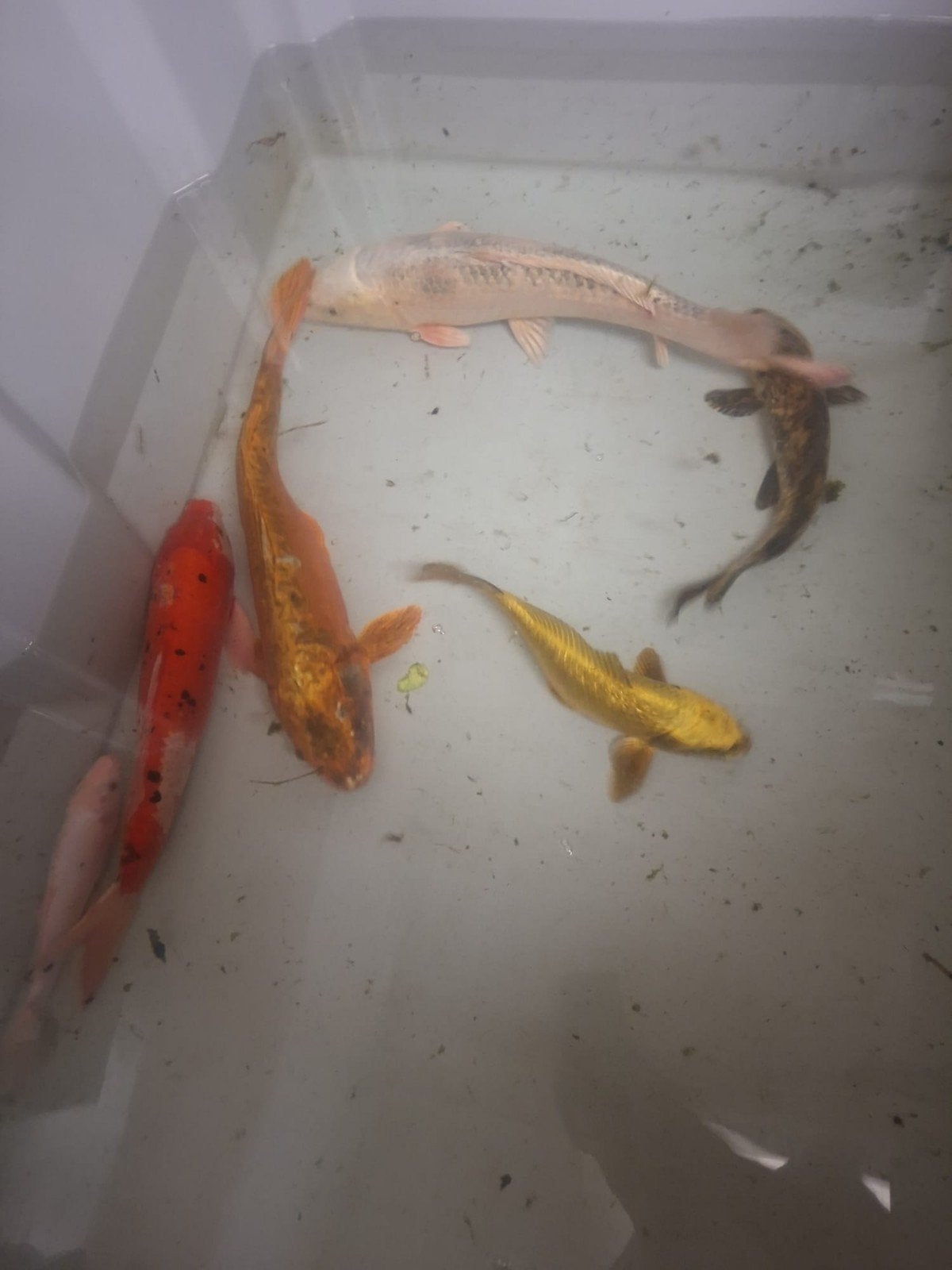 koi karpers koi's vijvervissen, Karper of Koi