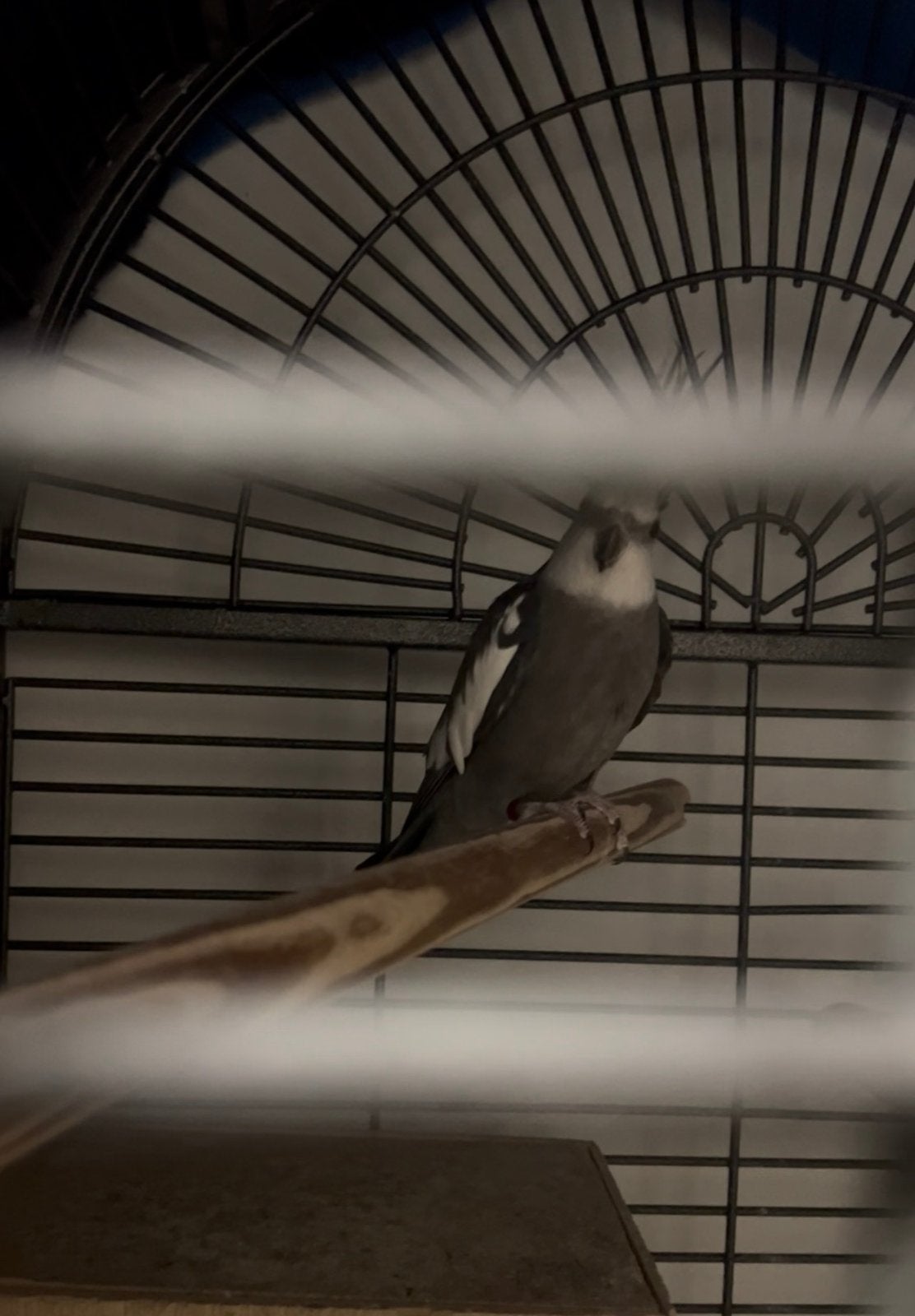 Koppel Valkparkieten met kooi, Dieren en Toebehoren, Vogels | Overige Vogels, Meerdere dieren